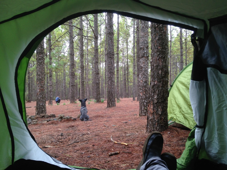 Trees seen from the tent
